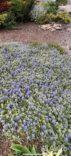 Живучка, бересклет