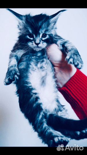 Котята мейнкун полидакты и класс. вязка мейнкун