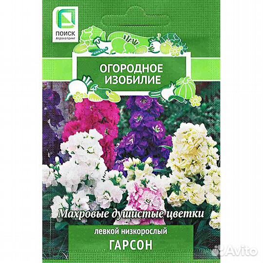 Левкой низкорослый Гарсон