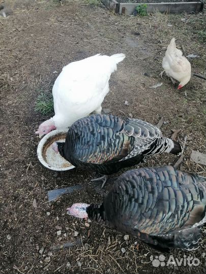 Индюки и петух Брама