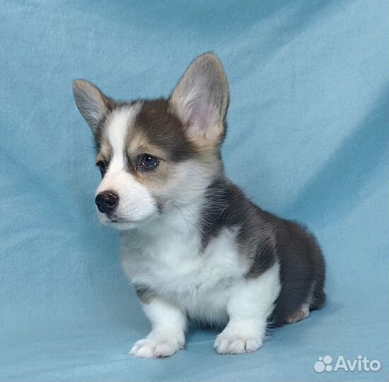 Красотки триколор.Вeльш Kоpги Пeмброк