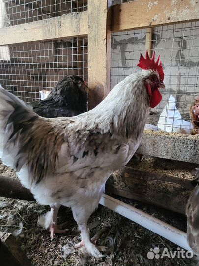 Молодые петухи