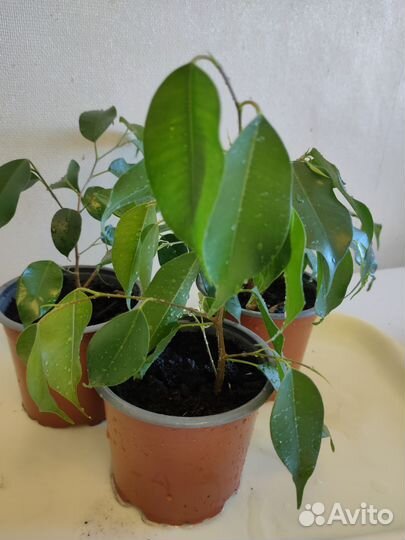 Фикус бенджамина