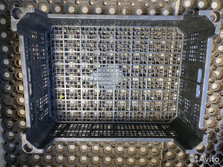 Пластиковые ящики для овощей бу