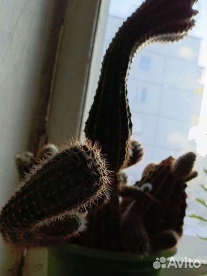 Кактус большой или детки