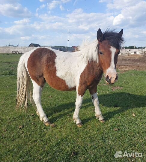 Лошадь пони