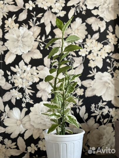 Педилантус