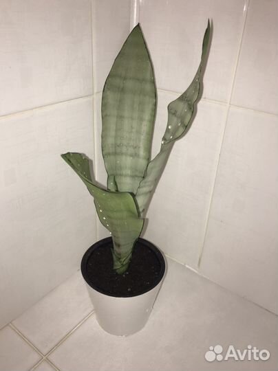 Сансевиерия муншайн