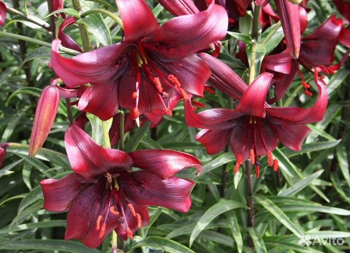 Лилии азиатские гибриды