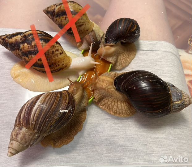 Улитки ахатины иммакулята