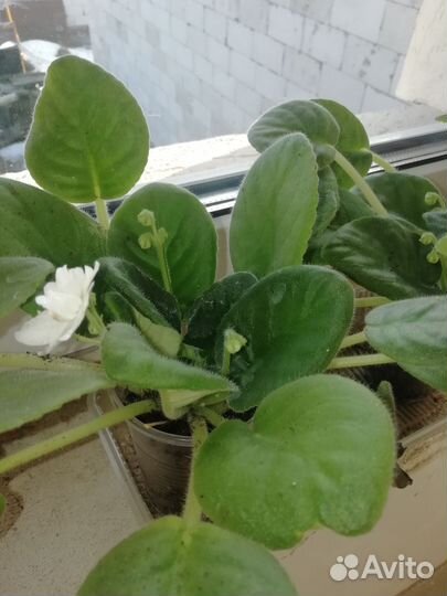 Сортовые фиалки цветущие