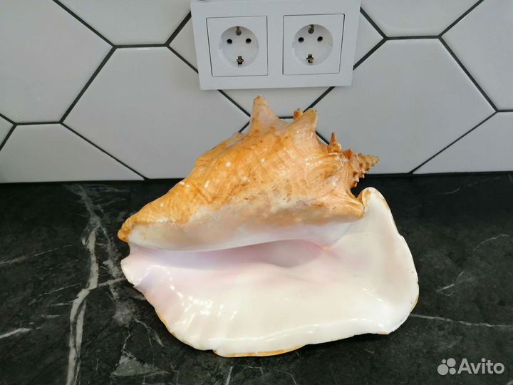 Большой рапан (ракушка)