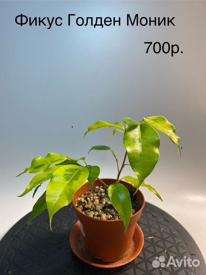 Продам фикусы