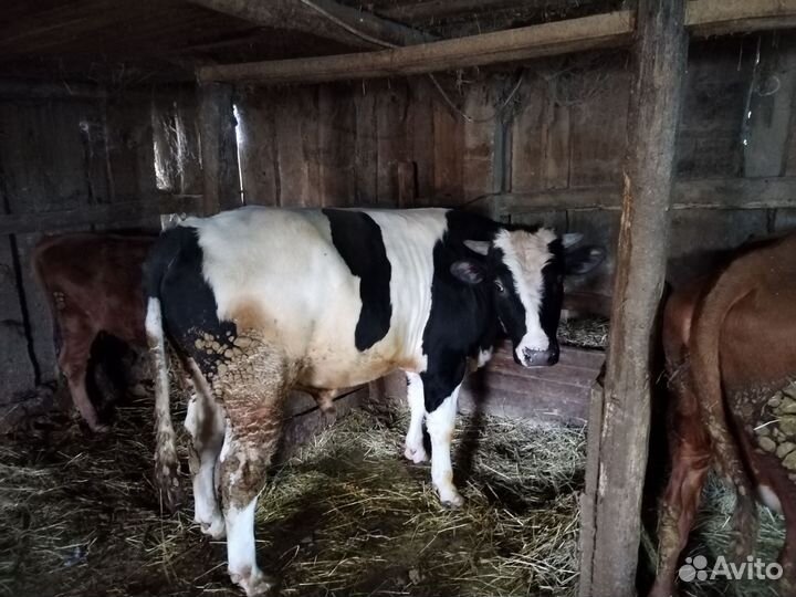 Быки на мясо живым весом