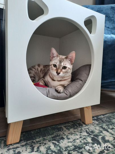 Кошка Евдокия