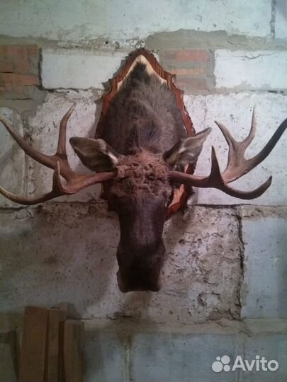 Чучела животных