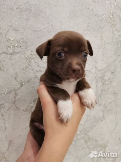 Щенки чихуахуа