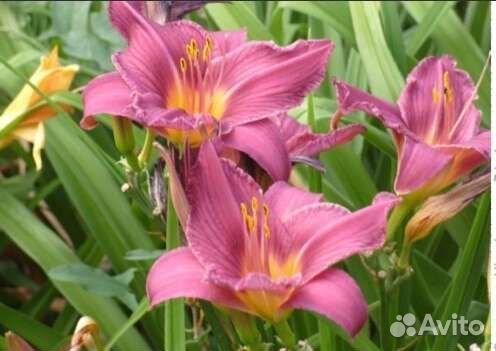 Лилейники сортовые