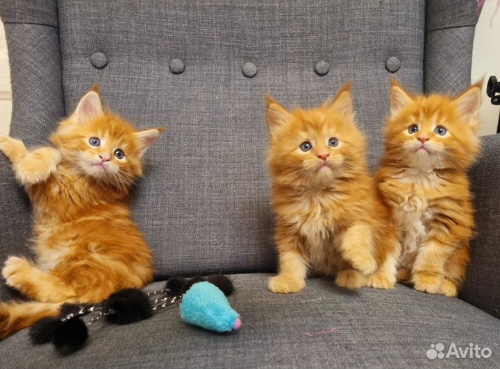 Котята мейн-кун рыжие