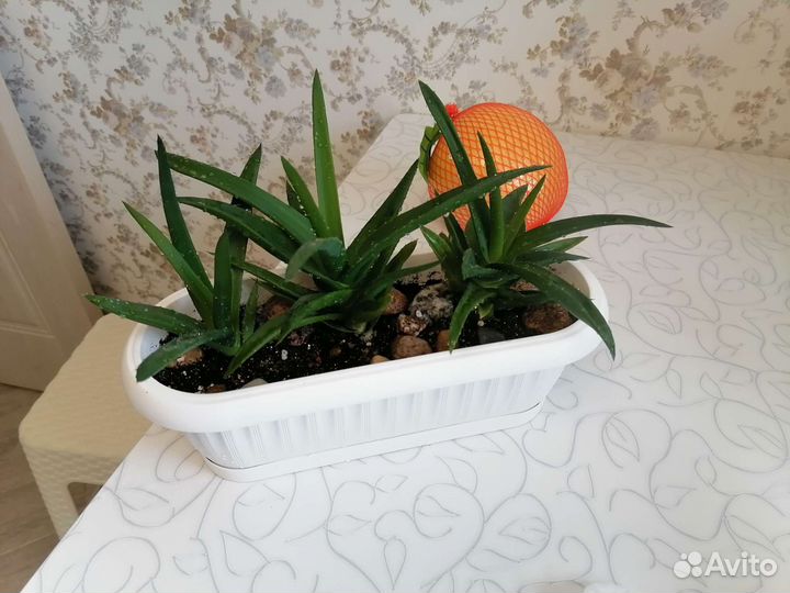 Алоэ сортовые, в новых горшках