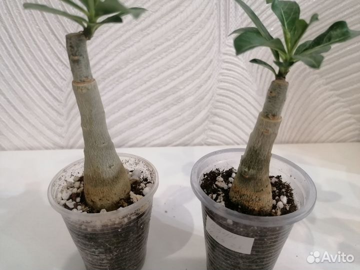 Адениум прививка