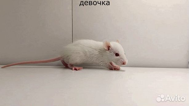 Декоративные крысята