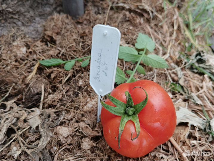 Семена томата Загадка