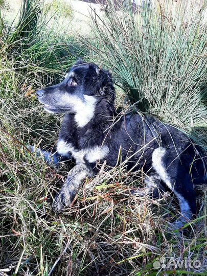 Маламут метис в добрые руки