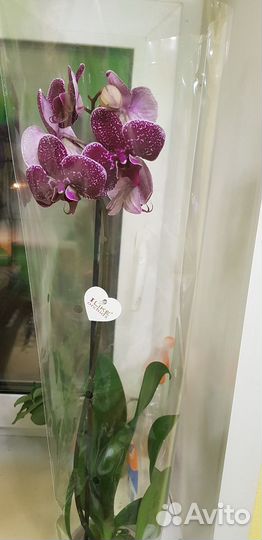 Орхидея фаленопсис Ягуар