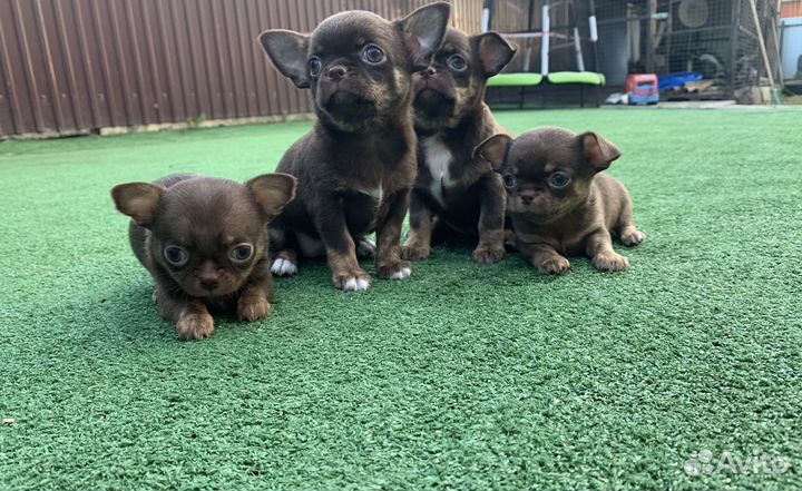 Щенки чихуахуа