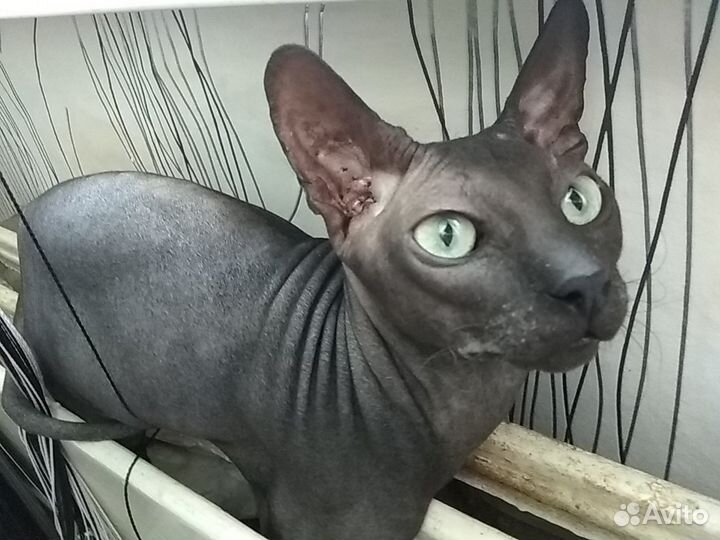 Мужчина ищет даму Донской сфинкс