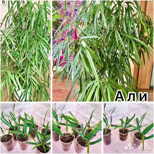 Фикус Али, Али Голд, Али Грин Голд, Али кинг