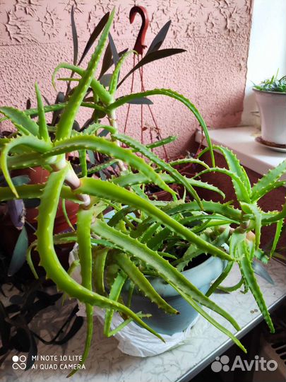 Комнатные цветы