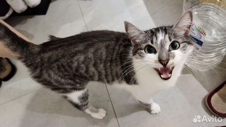 Отдам кота в добрые руки
