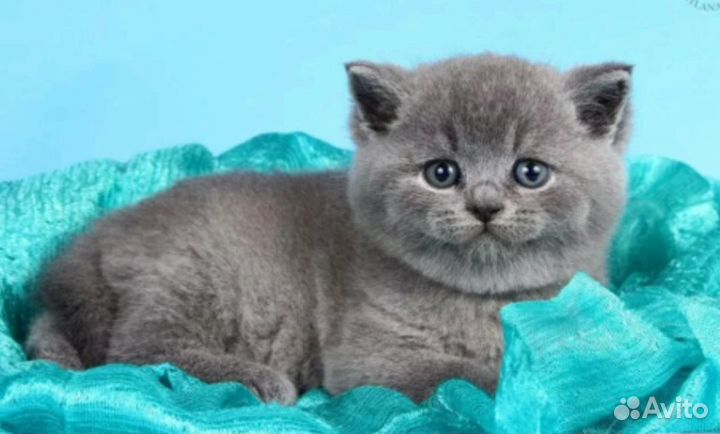 Шотландские котята