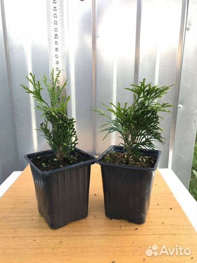 Туя Колумна