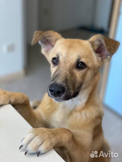 Собака в хорошие руки