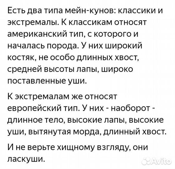 Мейн-кун Европейский тип 3-х месячный