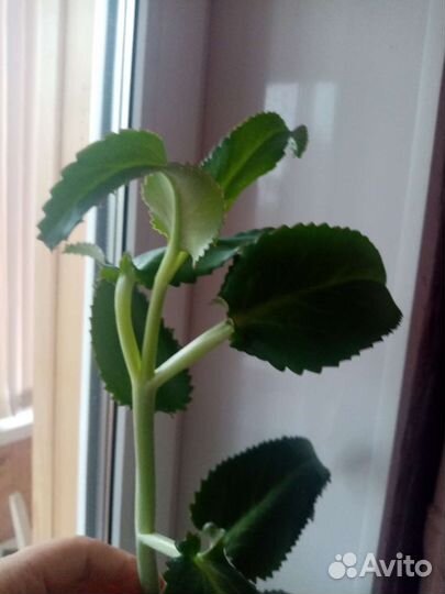 Каланхоэ лечебное