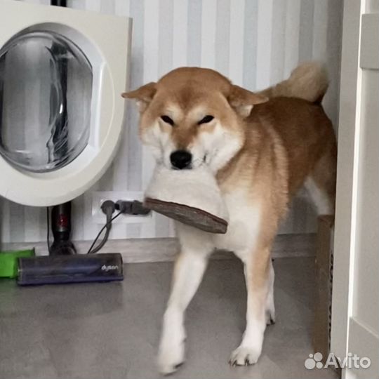 Сиба ину кобель вязка