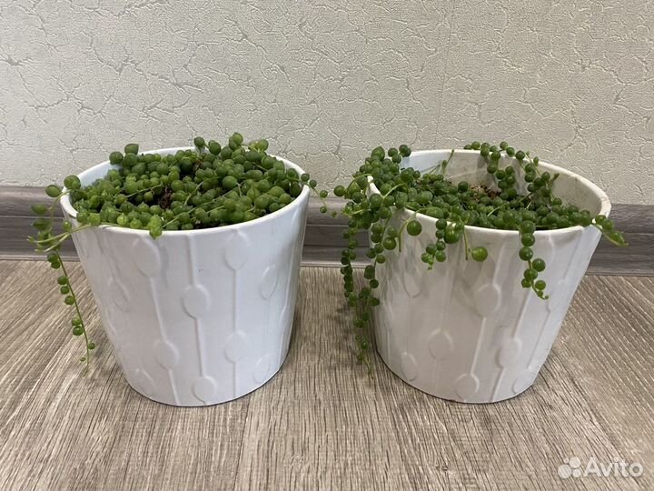 Крестовник роули