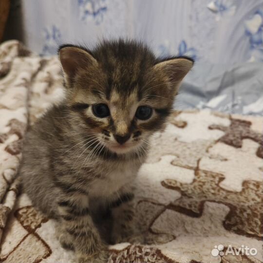 Отдам смешнявых котят в хорошие руки