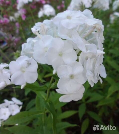 Ромашка, флоксы