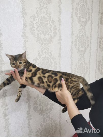 Бенгальская