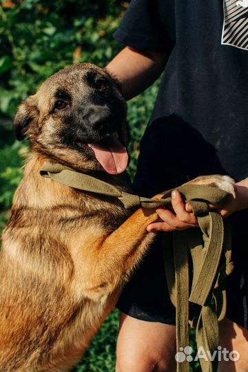 Красавица Цея