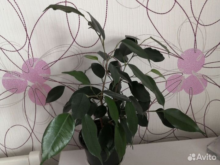 Фикус бенджамина