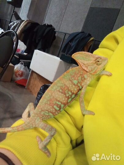 Йеменский хамелеон