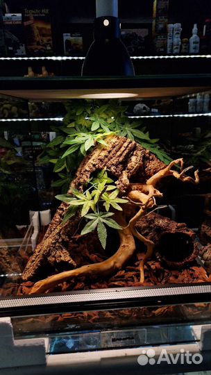 Террариумы для рептилий