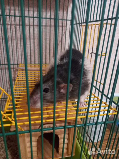 Крыс с клеткой