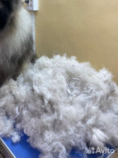 Собачья шерсть пояс пряжа